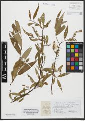 Foto von Salix russelliana Sm.